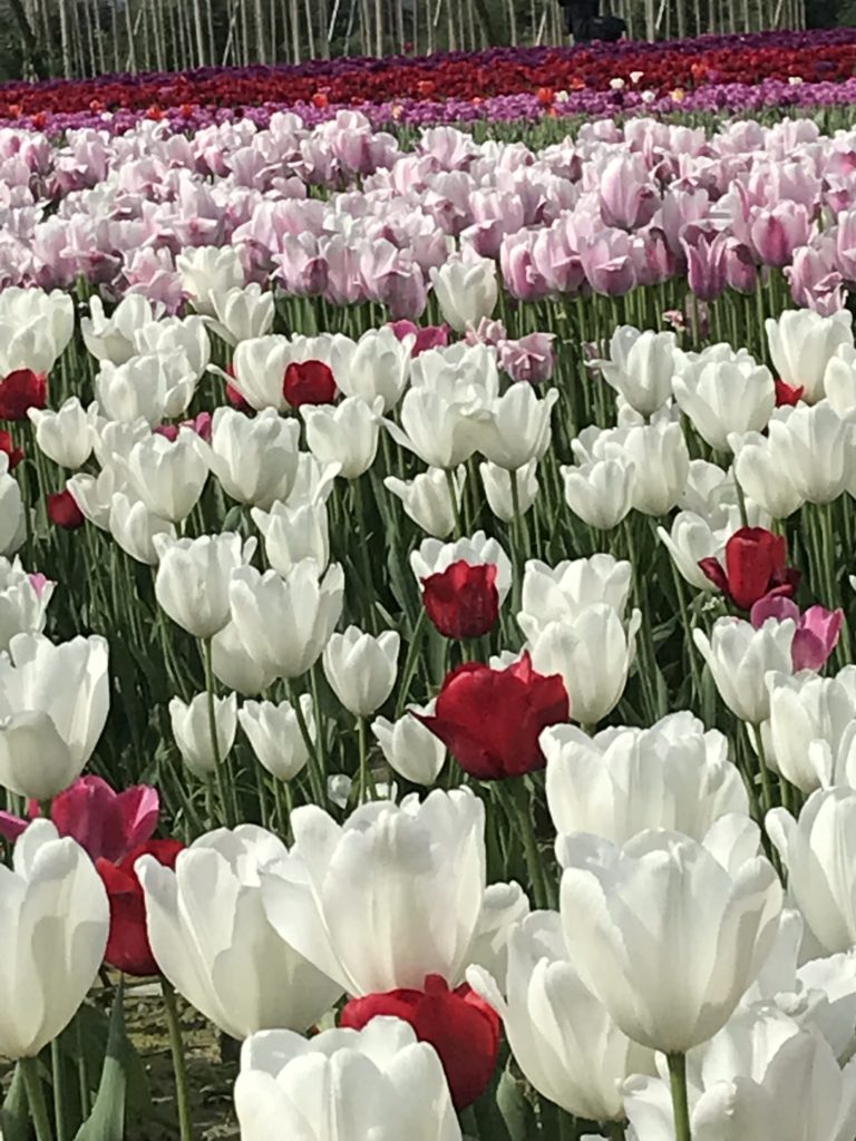 Blooming Update - Chilliwack Tulip Festival - Tulips of ...